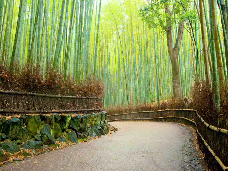 교토-여행-치쿠린-대나무숲